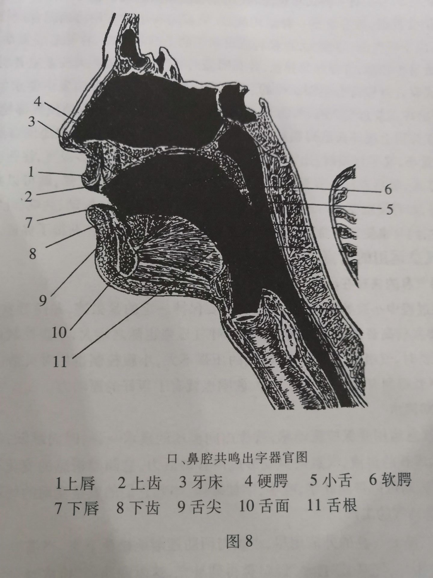 出字器官
