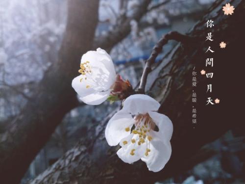 《你是人間四月天》
